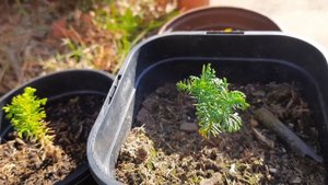 Коллекция хвойных в саду Ольги Молчановой🌿сезон 2023 год🌿