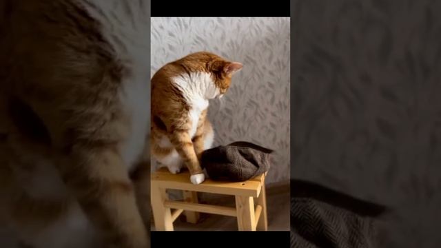 Гриша поет песню