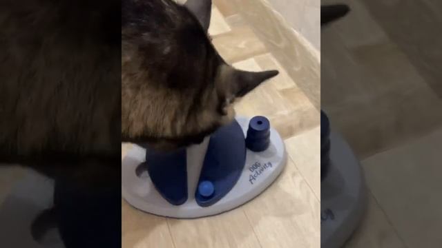 Головоломка для собак Puzzle for dogs смотреть онлайн