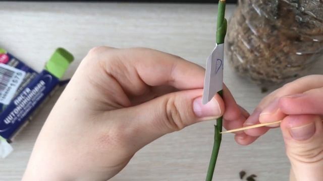 Как получить детку орхидеи без вреда для нее смотреть онлайн