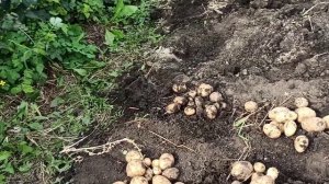 ВЫКОПАЛИ ЧУДО КАРТОШКУ! ПОСАДИТЕ ЭТУ КАРТОШКУ! САМАЯ НАИВКУСНЕЙШАЯ! СОРТ ЛИЛЛИ! ВКУСНЕЕ НЕ НАЙДЁТЕ