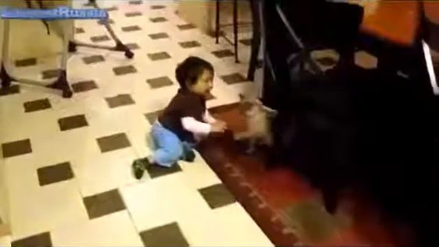Самое Смешное видео Смешные детки Дети и животные