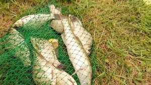 Интересный факт!Усилитель прикормки на все 100%,прикормка своими руками,