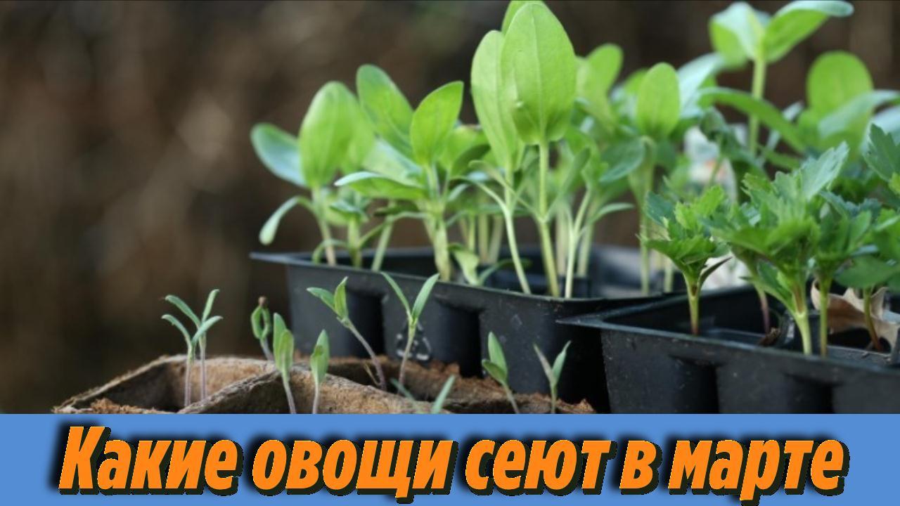 Что посеять в МАРТЕ на рассаду Вот какие ОВОЩИ нужно посеять в марте Оптимальные СРОКИ ПОСЕВА СЕМЯН