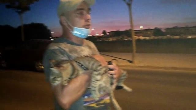 как приучить кота гулять на поводке