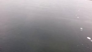 Мухтар ирбис с лыжным модулем!