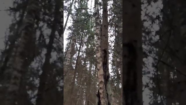 Береза растет сквозь ель. смотреть онлайн