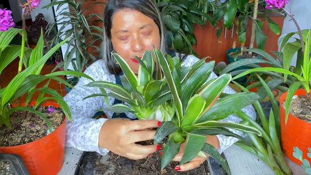 Como y cuando reproducir tu bromelia de manera facil y efectiva смотреть онлайн