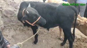 Мол бозори Мискинобод 16 10 2022