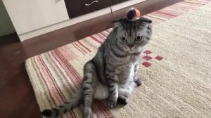 Вы видели мой мячик?