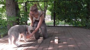 Стойка на кубиках для хендлинга/Шестое занятие с Хендлером.