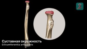 Лучевая кость