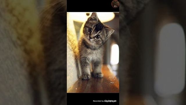 Сказка на ночь про котенка с именем Гав??? смотреть онлайн