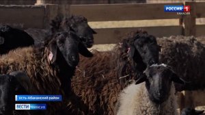 В животноводческих хозяйствах Хакасии идёт окот овец