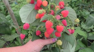 Дабл Голд малина с ягодами кораллового цвета