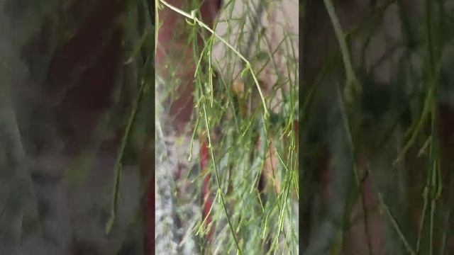 Ампельные растения.Очиток Моргана.Русселия.Церопегия Вуда. смотреть онлайн