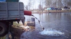 14.04.2016 г. зарыбление карпом пруда Садок