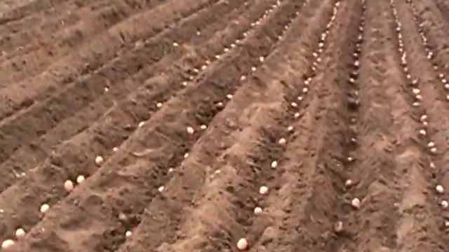 Посадка картофеля дисковыми окучниками смотреть онлайн