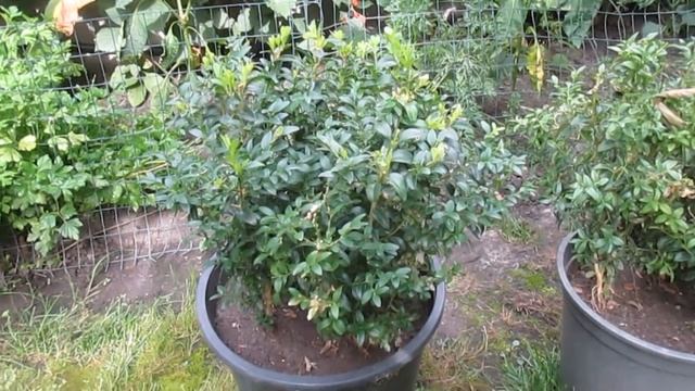 ПРОПАДАЕТ САМШИТ, ЧТО ДЕЛАТЬ? Огневка на самшите. смотреть онлайн