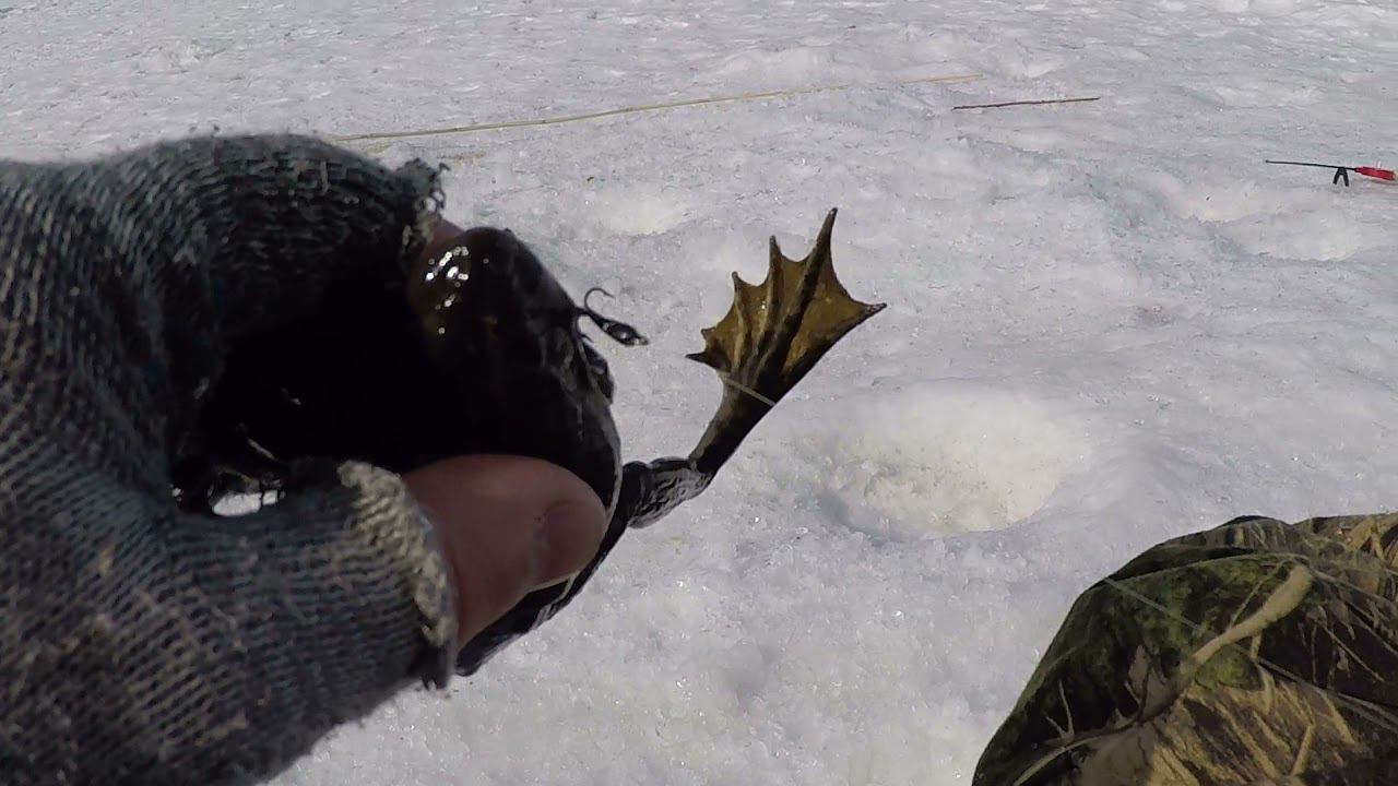 ЖАБКУ ПОЙМАЛ | СЛУЧАИ НА РЫБАЛКЕ | ТАКОЕ ТОЛЬКО У МЕНЯ ... смотреть онлайн