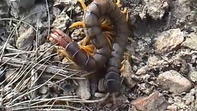 © Сколопендра смотреть онлайн