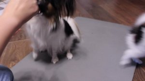 щенок папильона