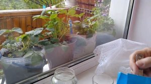 Как наклеить ТЮЛЬ на окно крахмалом.Спасаем цветы от палящего солнца
