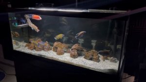 How to Keep Peacock Cichlids | Care Guide & Species Profile