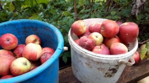 Осенние работы в саду. Сбор урожая яблок.