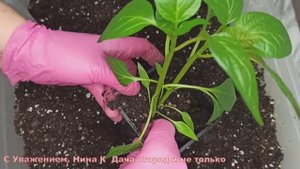 ТАКУЮ ПИКИРОВКУ/ПЕРЕСАДКУ ПЕРЕЦ даже не почувствует! Состав грунта для ПЕРЦА СЛАДКОГО своими руками