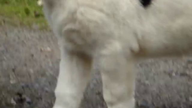 Среднеазиатская овчкарка Великий Воин Ениш, 3 месяца. смотреть онлайн