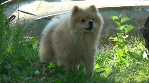 Собака лает Программа Голос 4K Dog barks Hund bellt Le chien aboie الكلب 狗叫 개 짖는 소리 犬 ziminvideo