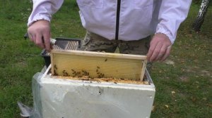 Отводок на две рамки.Состояние на 25 августа.