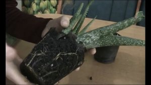 АЛОЭ,СТОЛЕТНИК.Уход,размножение!Как отделить детку без повреждения корней.Принципы ухода и пересадк