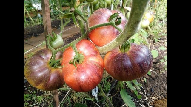 Самый лучший томат в мире 2023 г.!!Высокоурожайный,сладкий и вкусный томат ГОЛУБОЕ СИЯНИЕ!!!СУПЕР!!