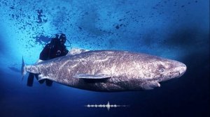 Сколько лет живет акула