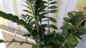 Замиокулькус, Долоровое дерево. Уход и содержание в домашних условиях. @user-ue3qo2hu1s