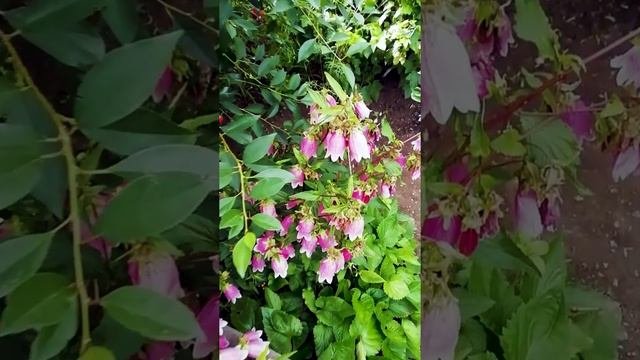Колокольчик точечный. ??