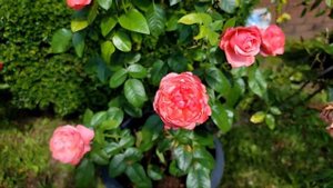 Meilland International rose - Pink Flamingo, July 2021