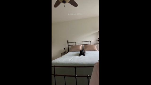 50 смешных безумных котов / 50 funny crazy cats / Смешные котики