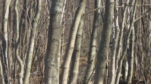 Извращенец в парке