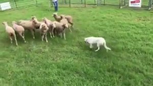 Чемпионат Австралии   Пастушьи собаки