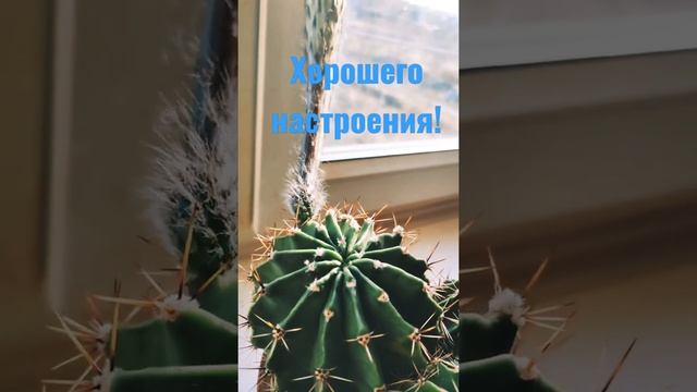 Кактус расцвёл! ?? / echinocactus blossoms! #shorts