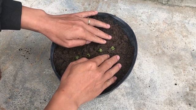 Tips to propagate Torenia Fournieri from fruit смотреть онлайн