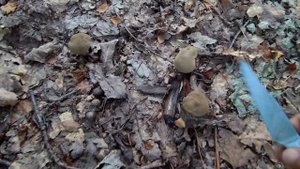 СРОЧНО! / МАССОВО ПОШЛИ ЛЕТНИЕ ГРИБЫ ГДЕ ИСКАТЬ? / БЕЛЫЙ ГРИБ ПОДДУБНЫЙ,МОХОВИКИ