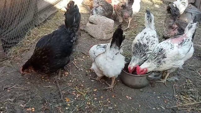 Курица наседка бросила гнездо с утиными яйцами. Что стало с утенком и удастся ли мне спасти яйца смотреть онлайн