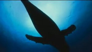 КИТЫ  // ЗВУКИ РЫБ