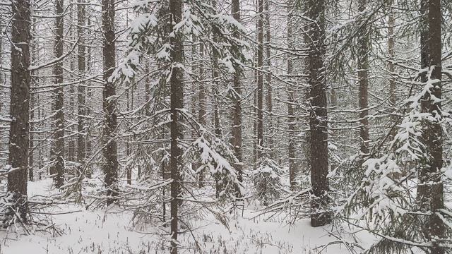 Заснеженный лес. ч.9. Декабрь 2023