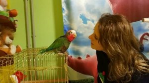 Кубинский амазон общается