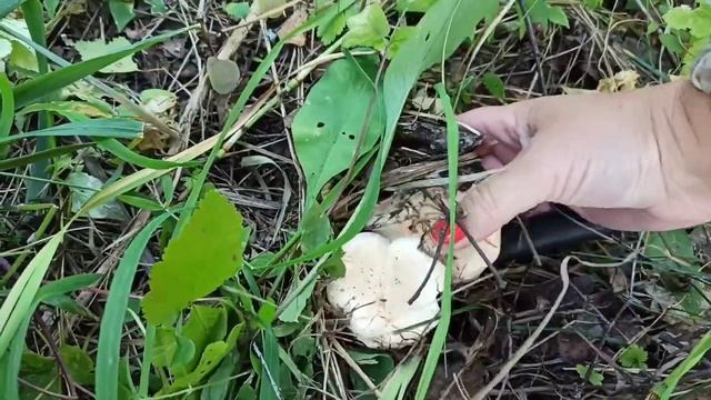 ЛИСИЧКИ, ГРУЗДИ! Собрала грибы за один час в Томской области. смотреть онлайн